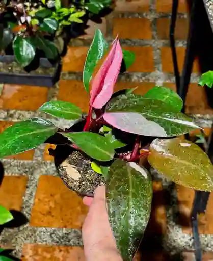 Filodendro Pink Princess