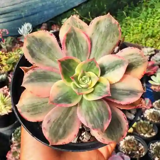 Suculenta Sunburst