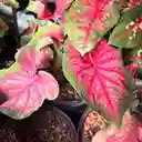 Caladium