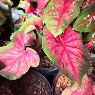 Caladium