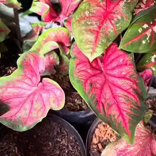 Caladium