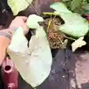 Caladium