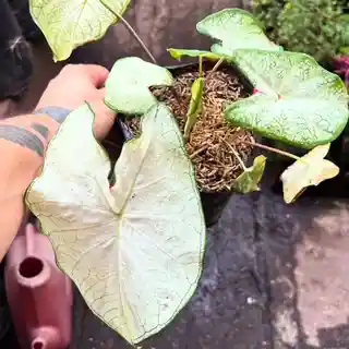 Caladium