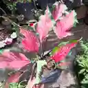 Caladium