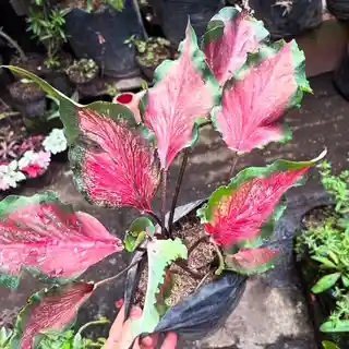 Caladium