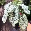 Caladium