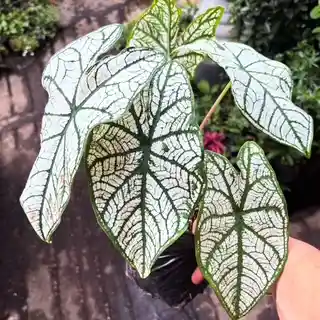 Caladium