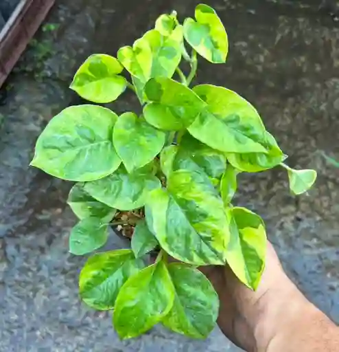Pothos Global Green