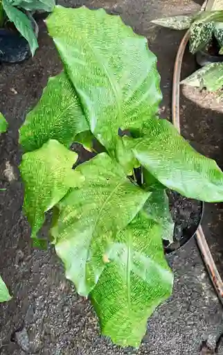 Calathea Musaica Network