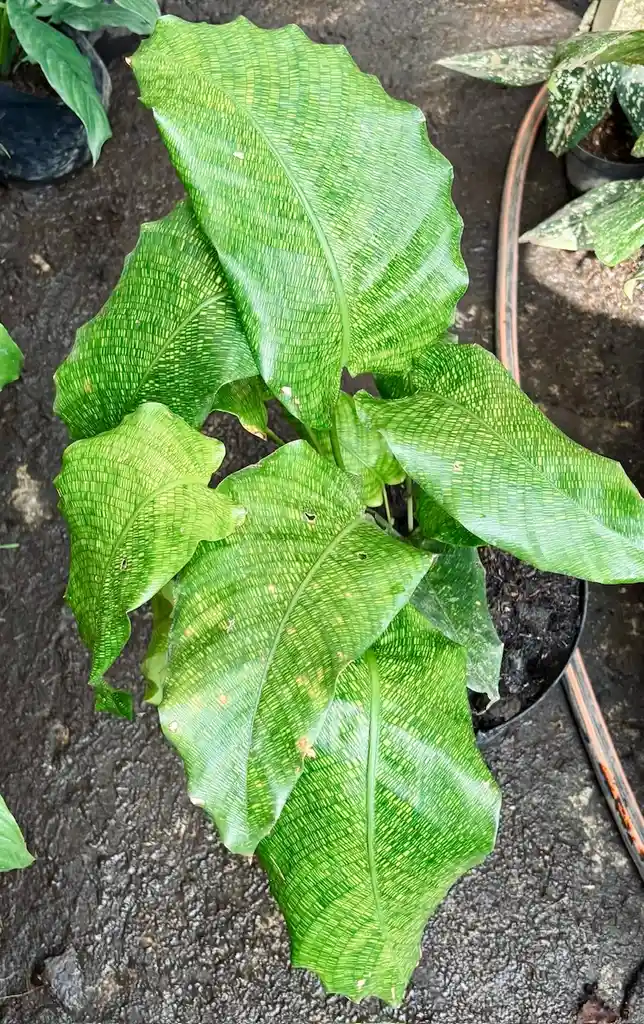 Calathea Musaica Network