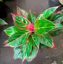 Aglaonema Lion