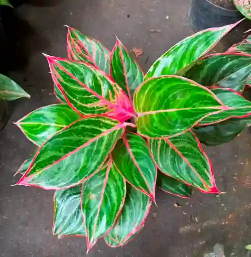 Aglaonema Lion