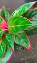 Aglaonema Lion
