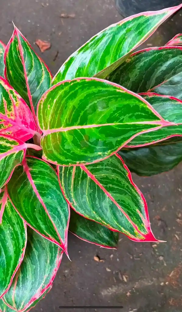 Aglaonema Lion