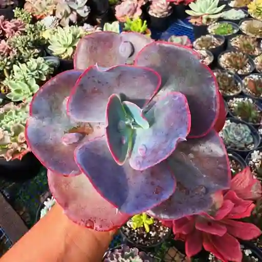 Suculenta Exótica Etna