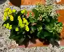 Kalanchoe