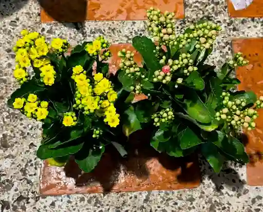 Kalanchoe
