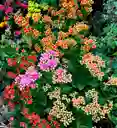 Kalanchoe