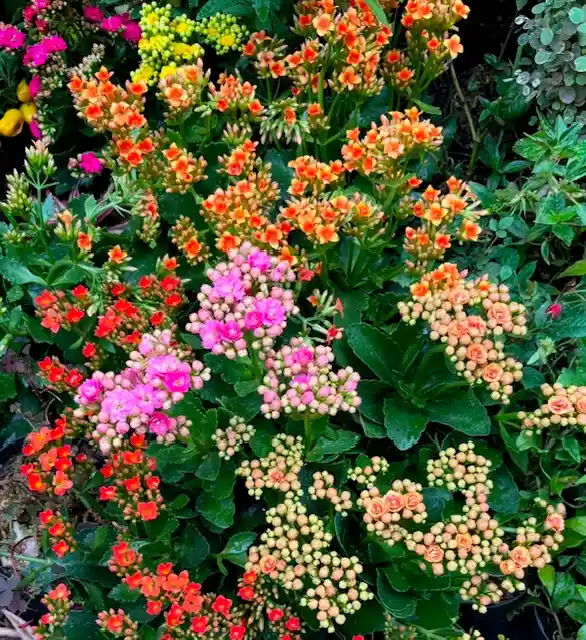 Kalanchoe
