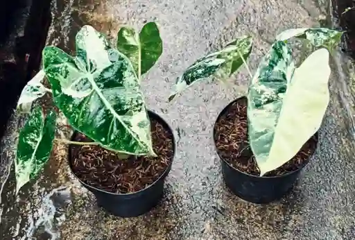Alocasia Frydek Variegada