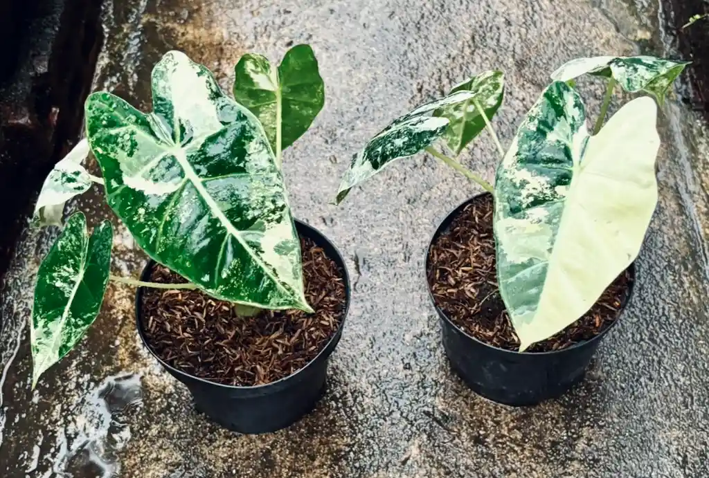 Alocasia Frydek Variegada