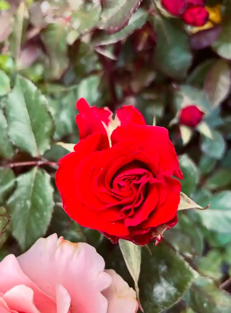 Rosa