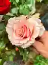 Rosa