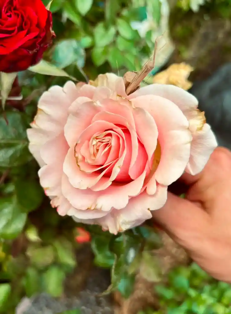 Rosa