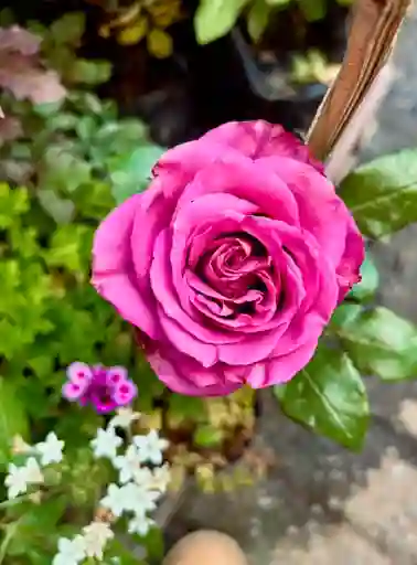 Rosa