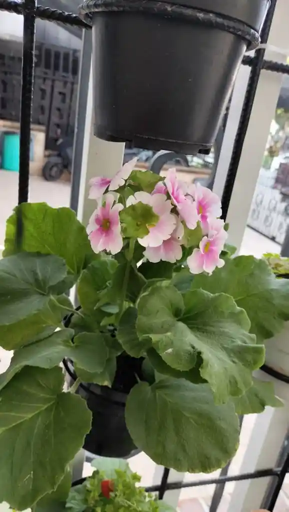 Primavera O Primula Obconica