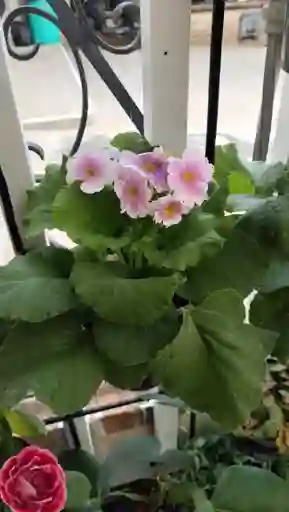 Primavera O Primula Obconica