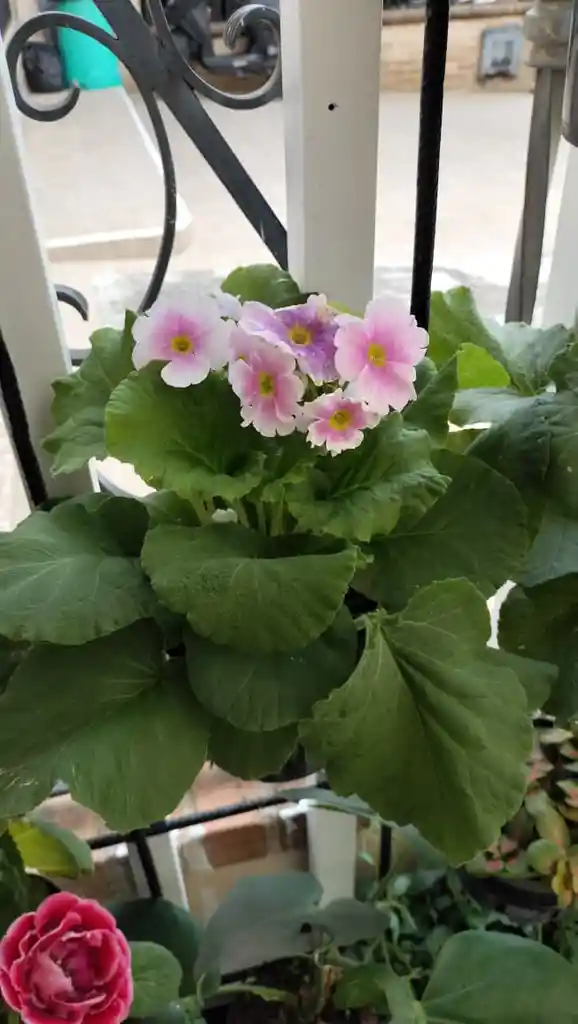Primavera O Primula Obconica