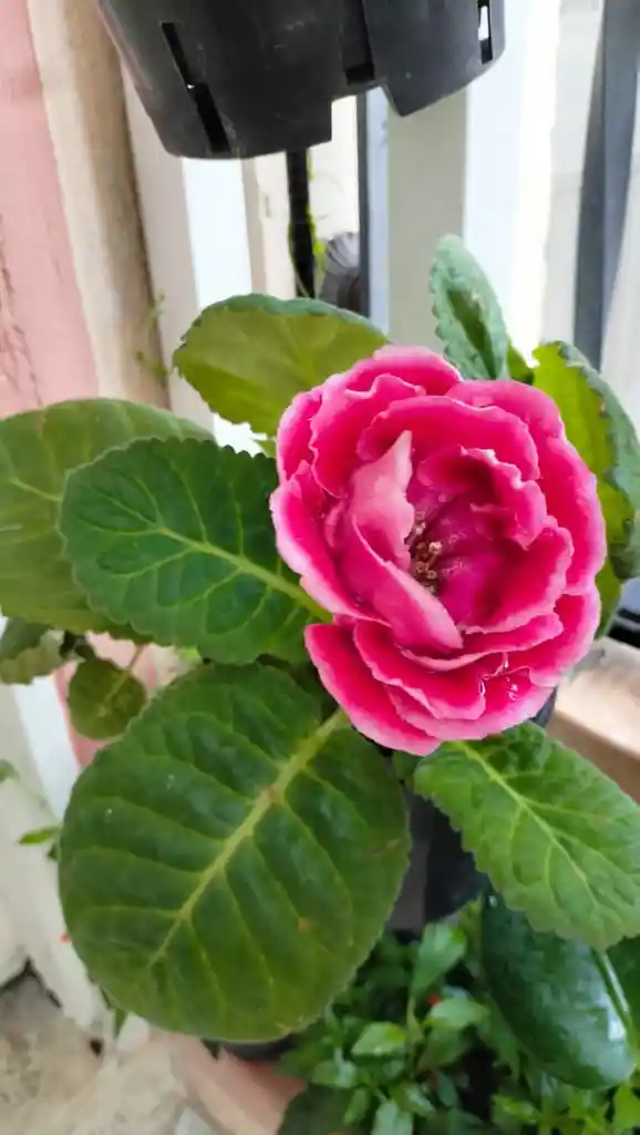 Gloxinea Roja De Flor Grande