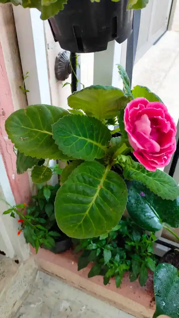 Gloxinea Roja De Flor Grande