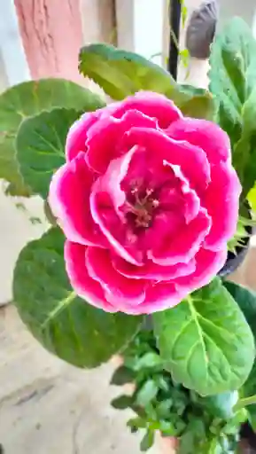 Gloxinea Roja De Flor Grande