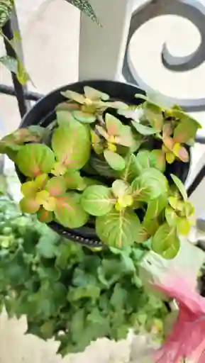 Fitonia Bicolor Verde-rojo