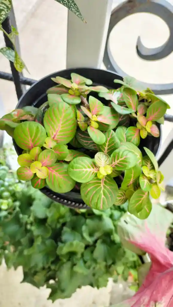 Fitonia Bicolor Verde-rojo