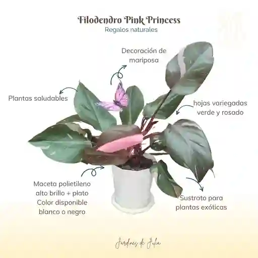 Filodendro Pink Princess
