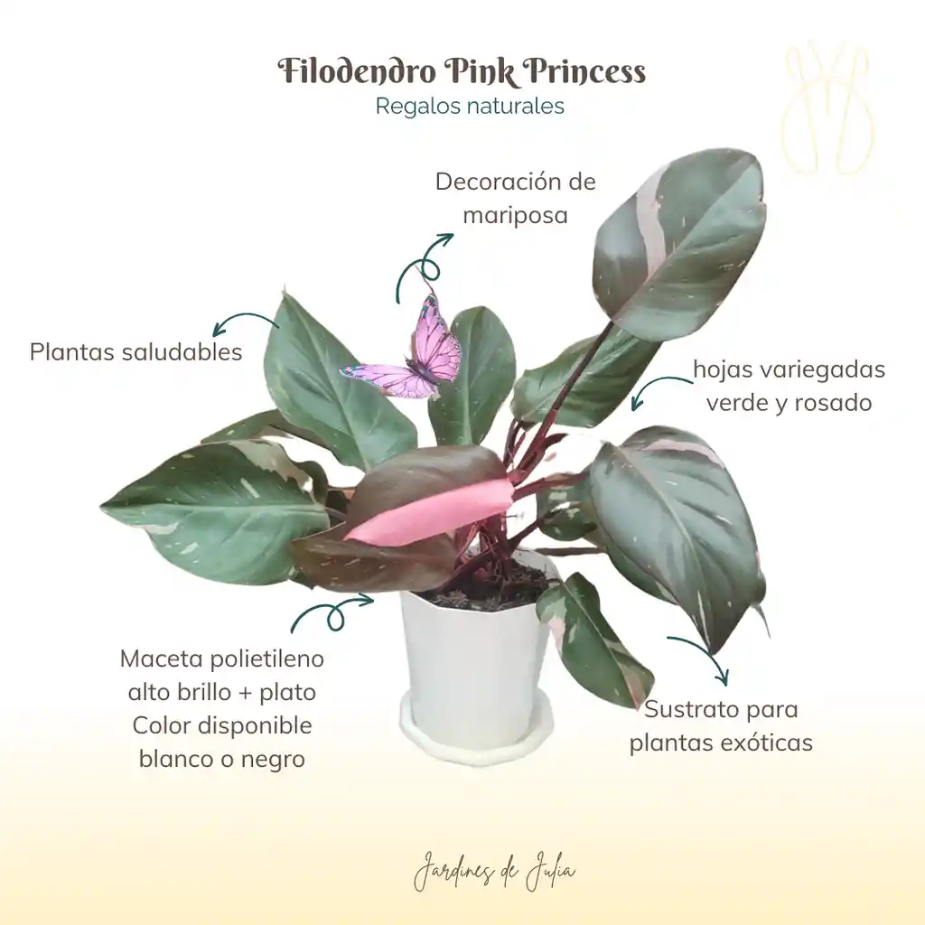 Filodendro Pink Princess