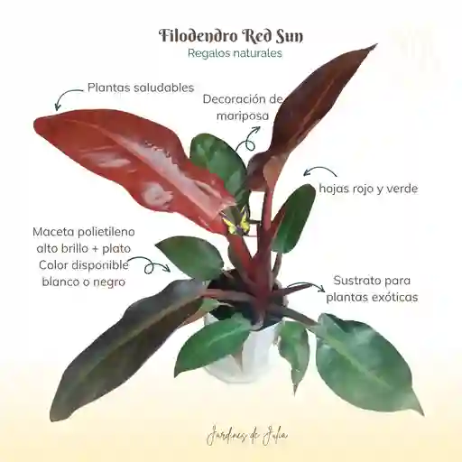 Filodendro Sun Red