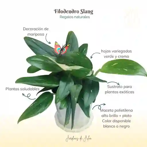 Filodendro Slang
