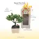 Petit Bonsái Pino