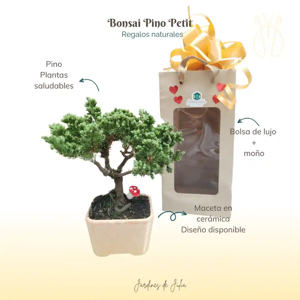Petit Bonsái Pino