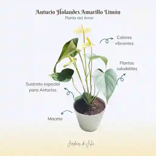 Anturio Amarillo