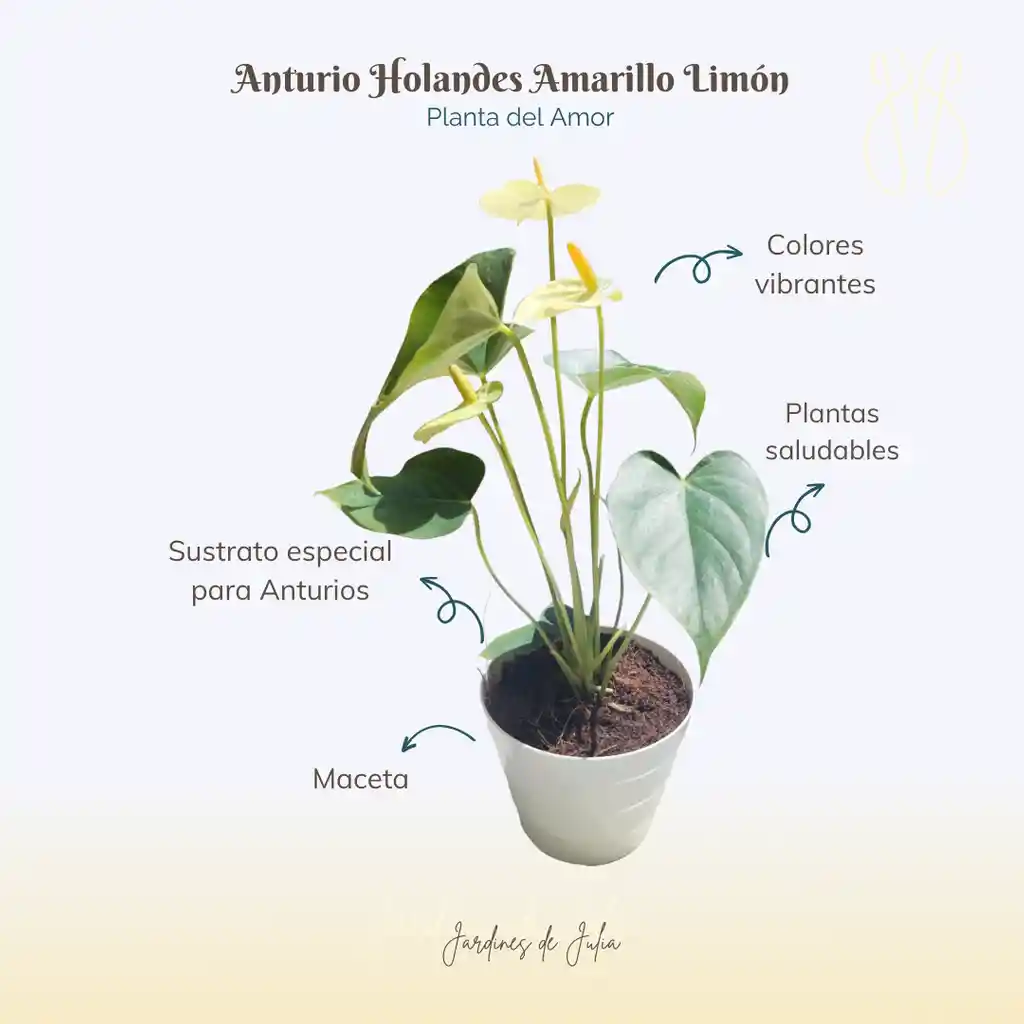 Anturio Amarillo
