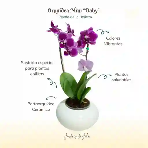 Orquidea Mini Feliz Dia + Maceta Cerámica