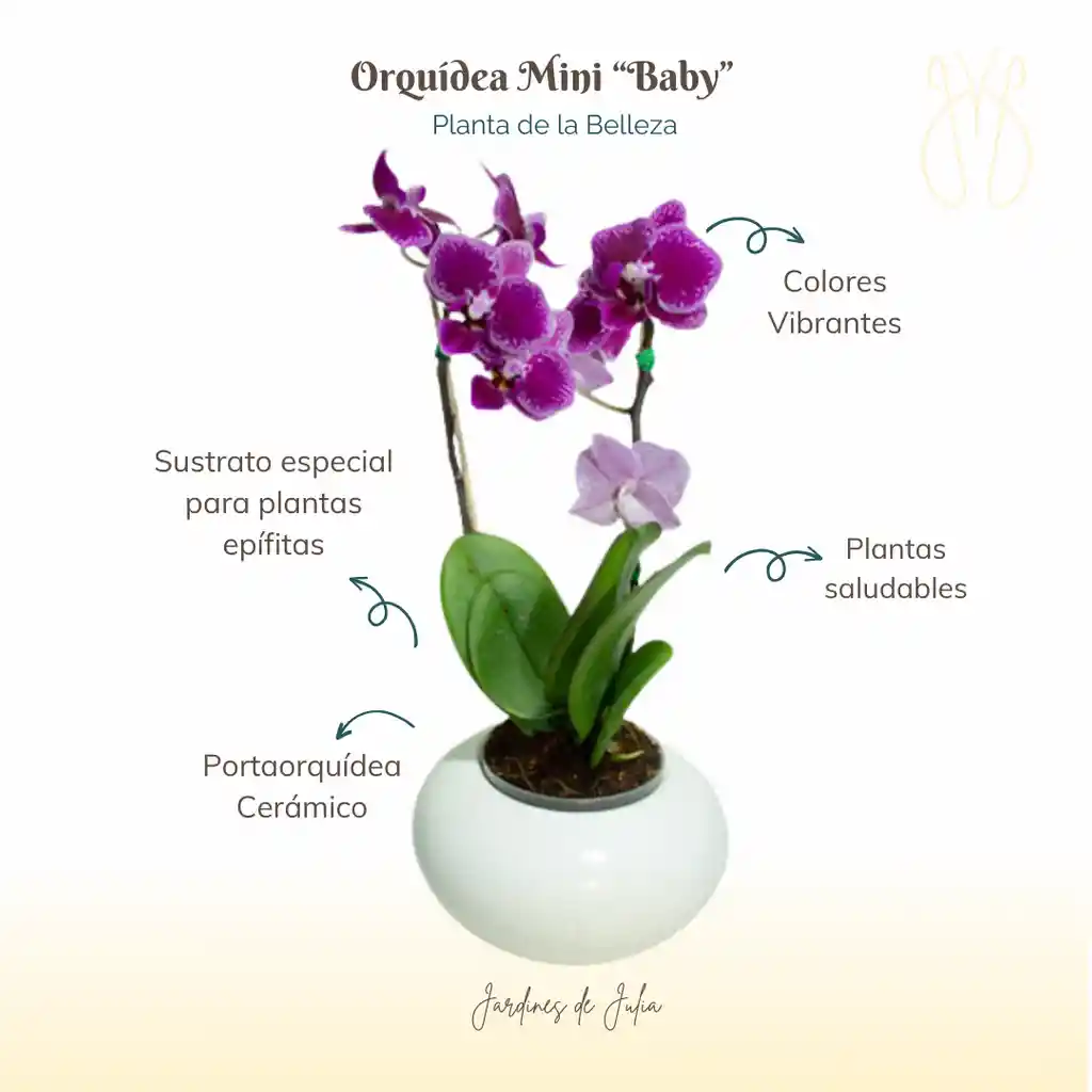 Orquidea Mini Feliz Dia + Maceta Cerámica