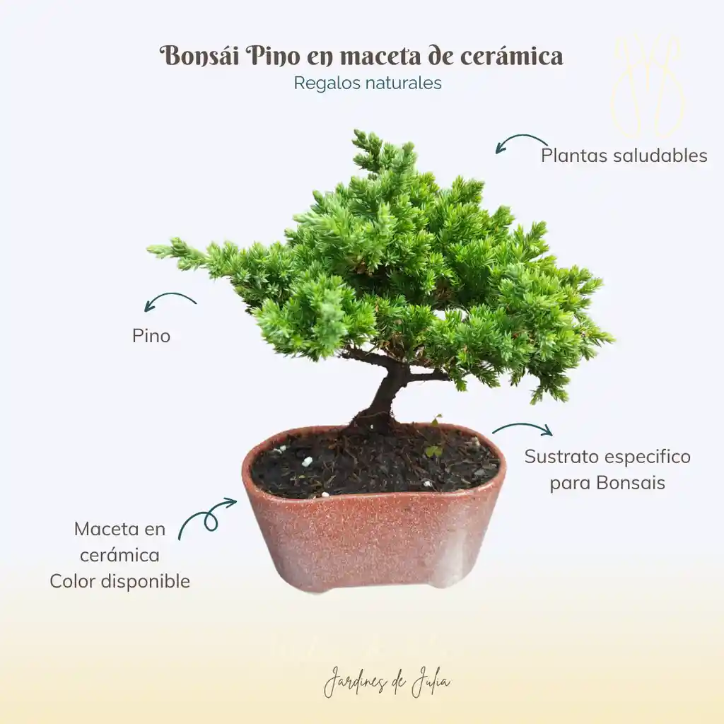 Bonsái Pino 3 Años