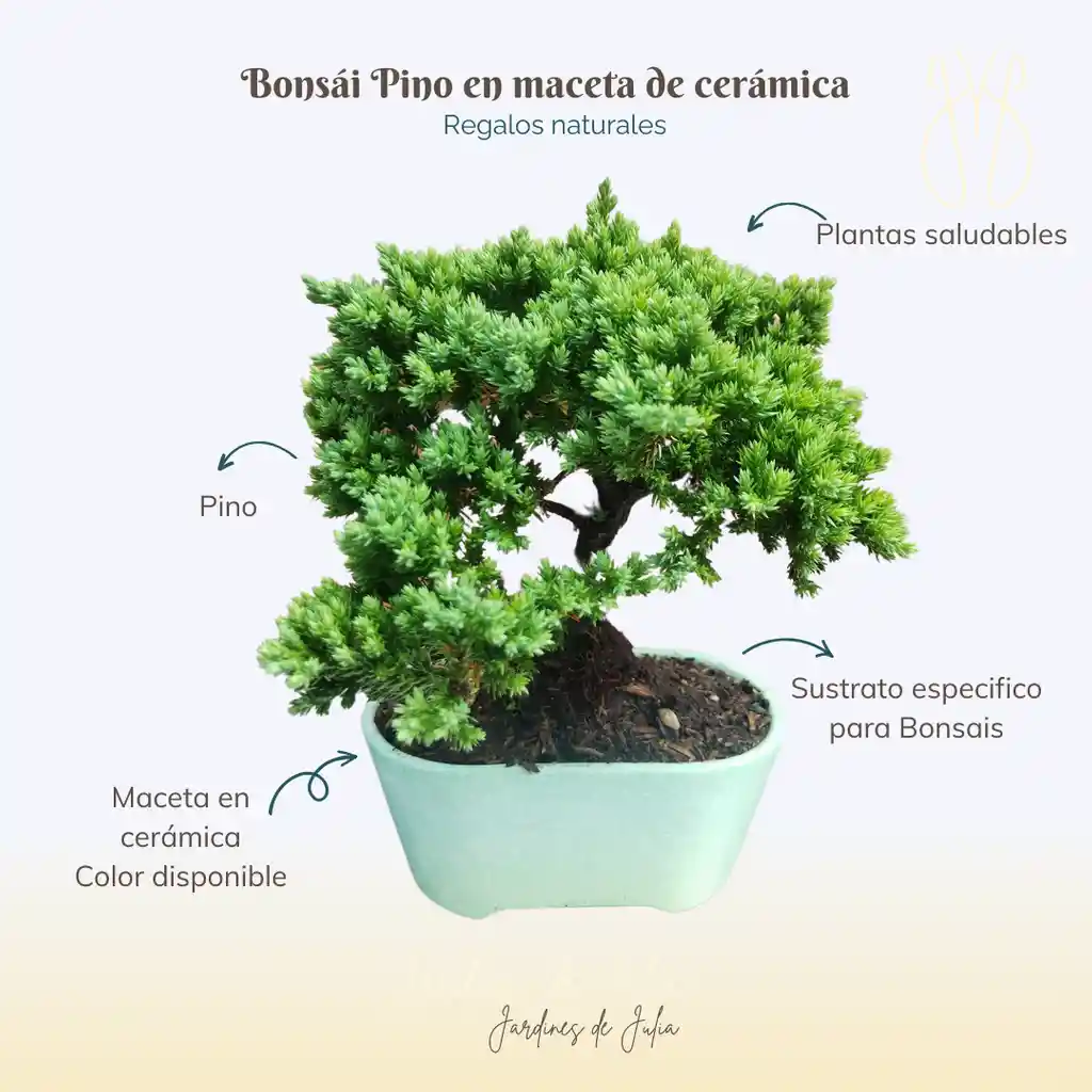 Bonsái Pino 3 Años