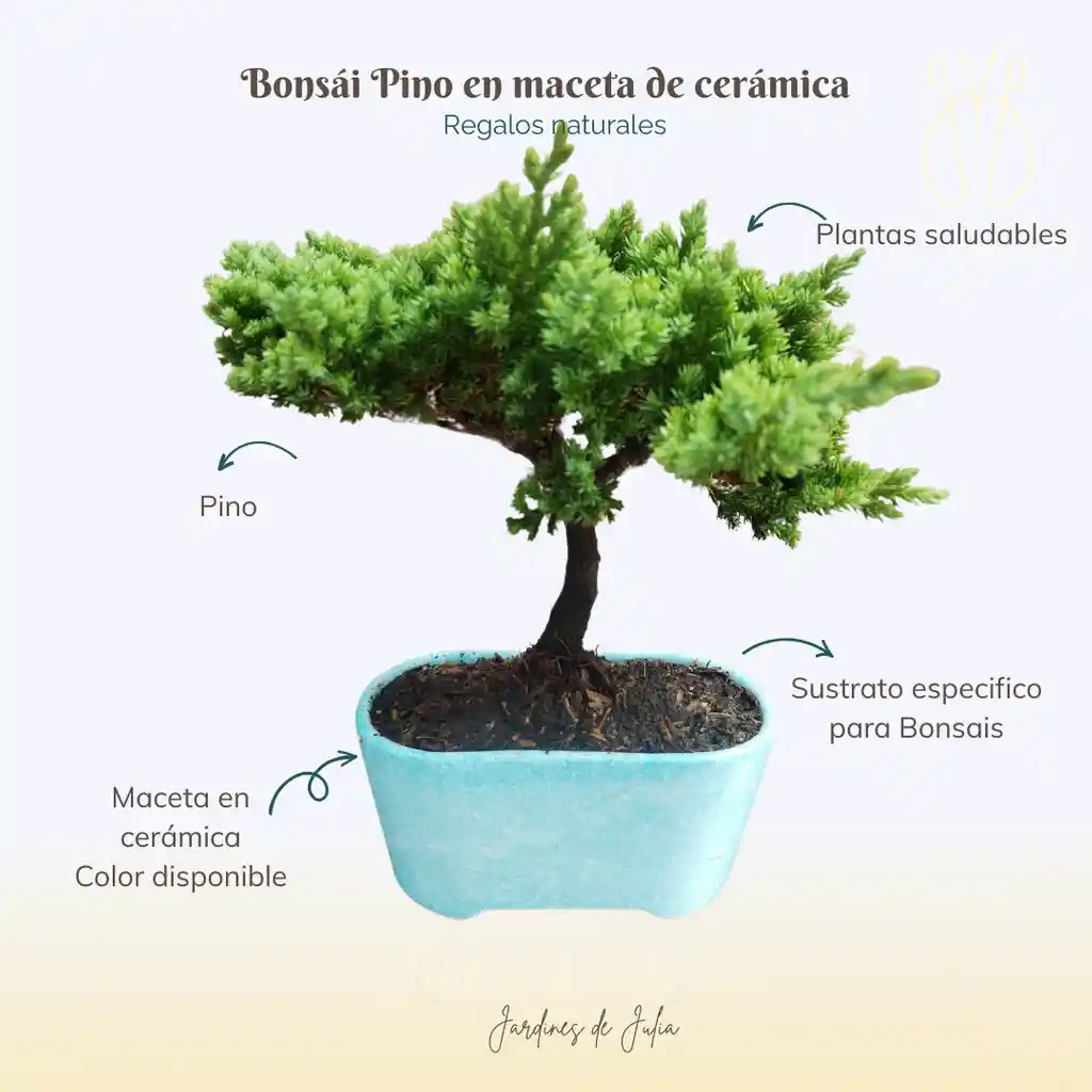Bonsái Pino 3 Años